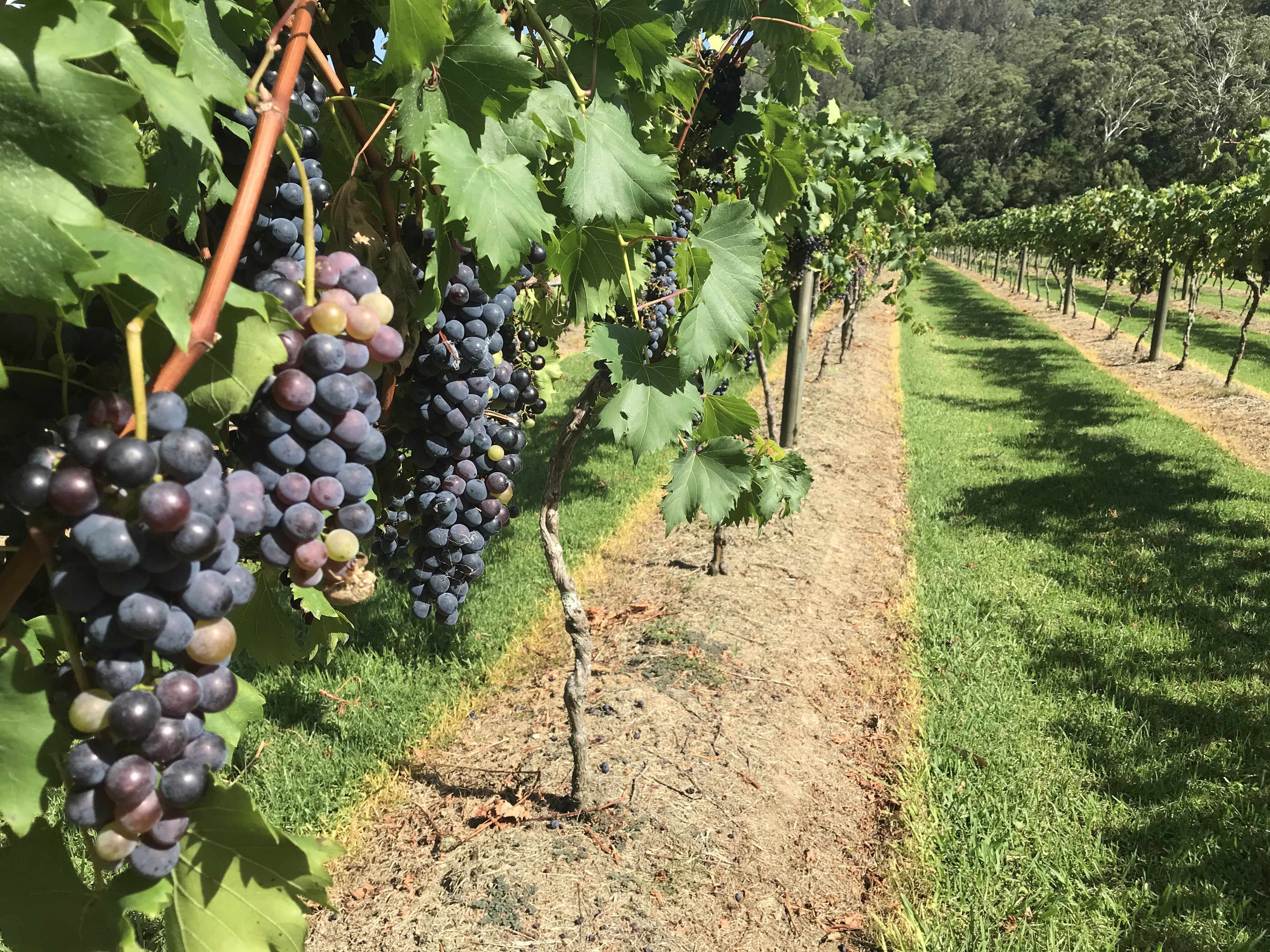 Purple grapes growing in the vineyard at Friday Creek Retreat on a scenic drive through Coffs Harbour hinterland